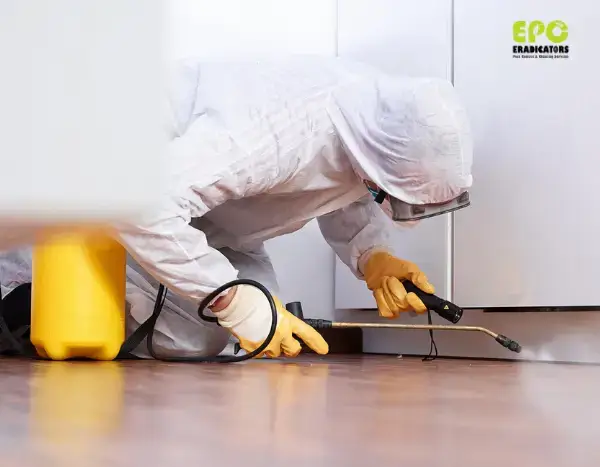 Technician applying eco-friendly treatment in a kitchen to eliminate cockroaches in Dubai.Eco-friendly pest control Dubai for family homes