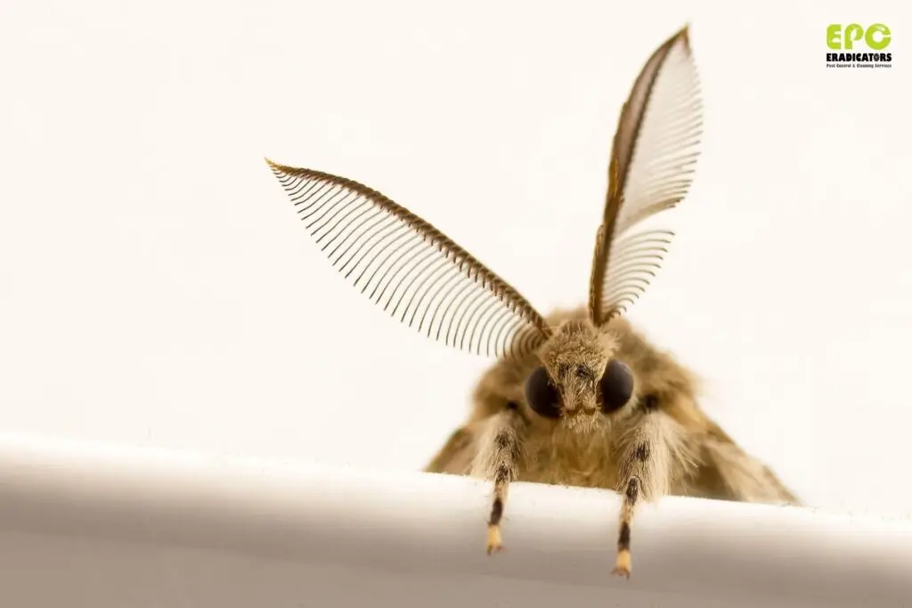 Clothes moth damage Dubai Pest Control Dubai Near me