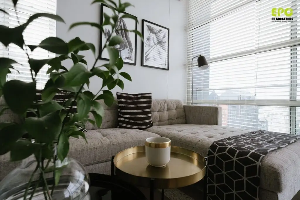 Upholstery Cleaning Services Dubai Eradicators Pest Control dubai