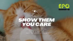 Adorable cat safe at home after eco-friendly pest control in Dubai – Show them you care
