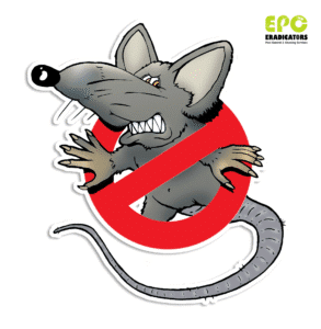 Homeowner should use safe Dubai Pest Control DIY methods to protect kitchen from pests.