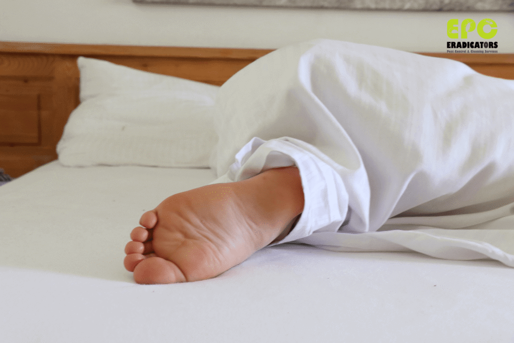 bedbugs control dubai near me bedbugs how to bedbugs what to do bedbugs pest control dubai