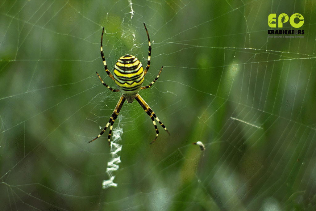 Expert Spider Control in Dubai – Safe Removal for Homes and Businesses Pest Control Near Me Pest Control Dubai