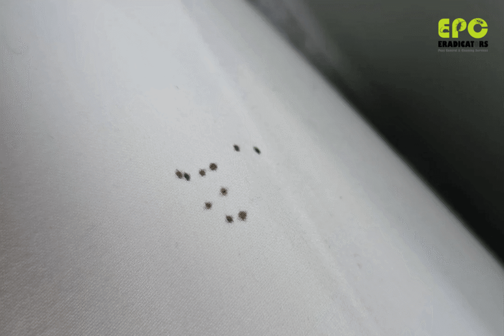 iny black dots from bed bug droppings on white sheet in a JLT Dubai apartment