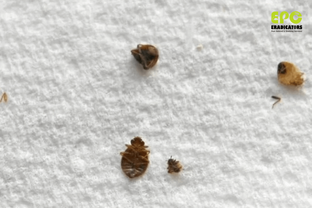 bedbugs business bay bedbugs near me bedbugs dubai