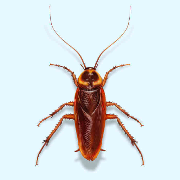 American cockroach near sewer lines in Deira, Dubai – a fast-spreading invasive pest