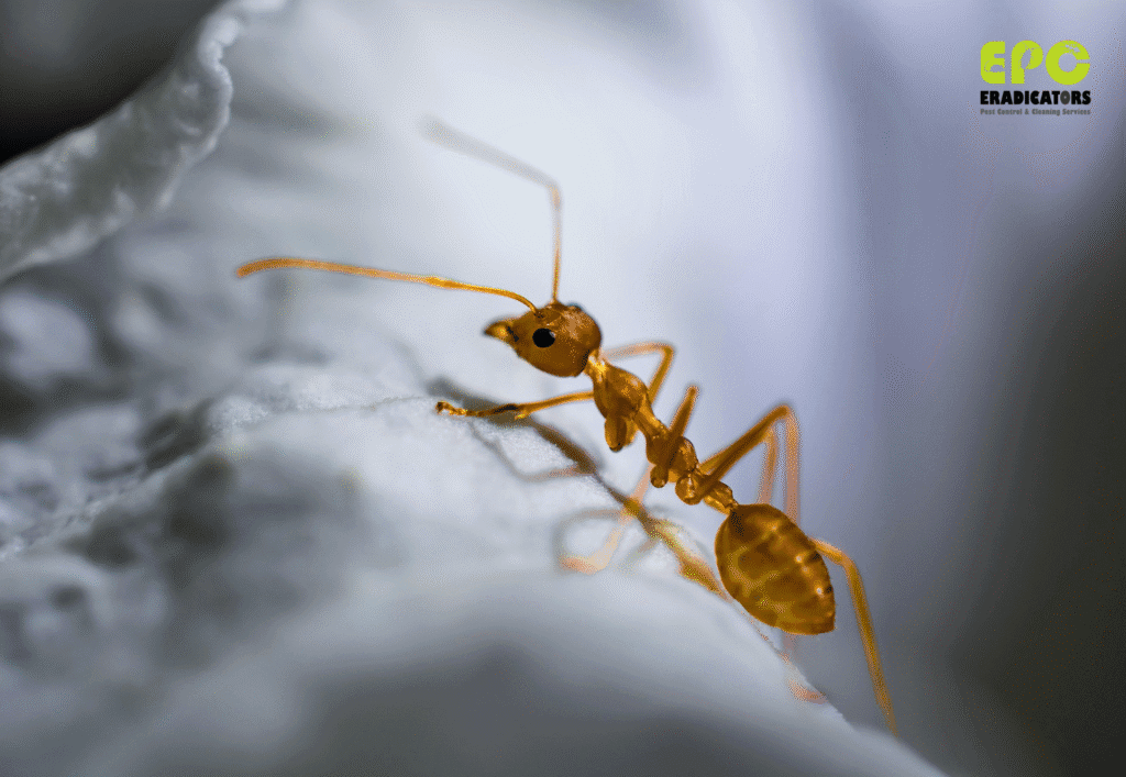 Effective Ant Control in Dubai – Safe, Fast, and Affordable Pest Treatment