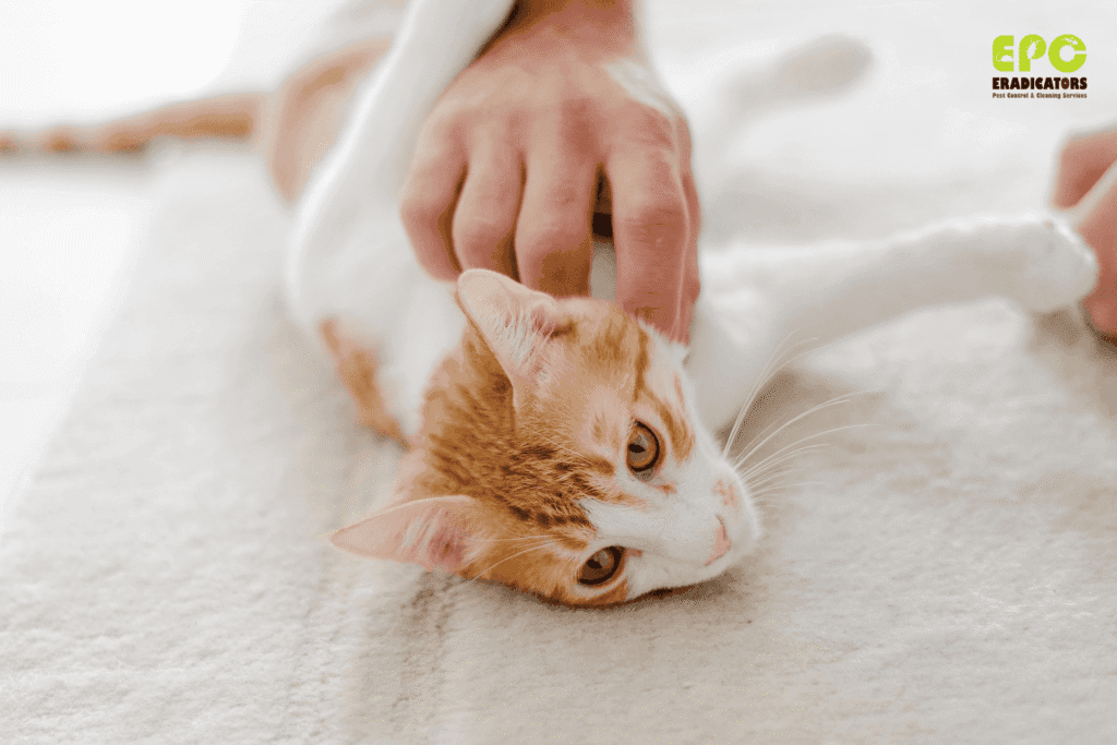 flea pest control treatment for pets in Dubai