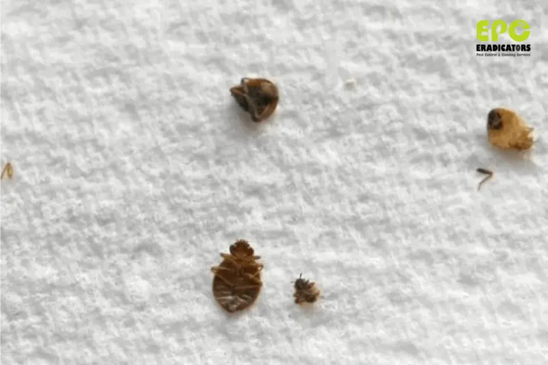 bedbugs business bay bedbugs near me bedbugs dubai