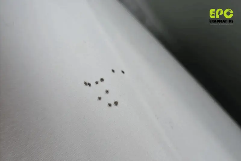 bedbugs pest control dubai flies pest control dubai pest control near me