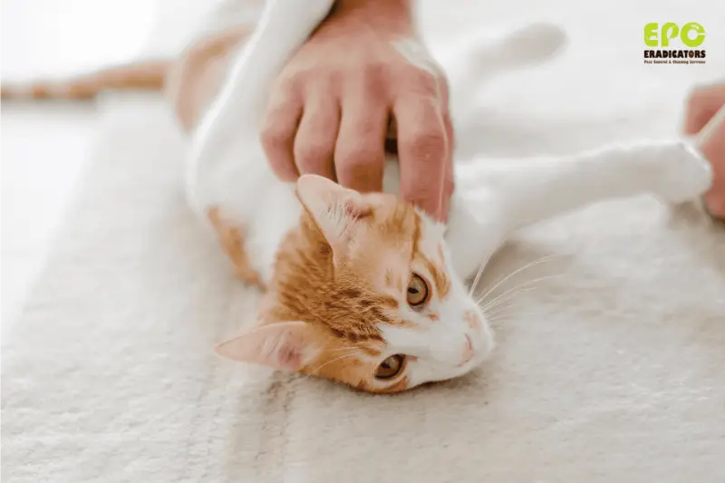 flea pest control treatment for pets in Dubai Top-rated pest control in Dubai offering insect, rodent, and termite control for homes and businesses. Available across Jumeirah, Palm Jumeirah, Downtown Dubai, Dubai Marina, and Emirates Hills. Fast, safe, and guaranteed.