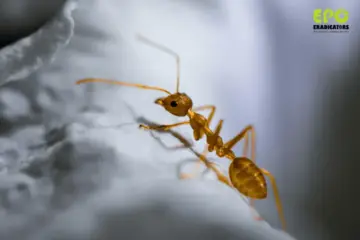 pest control dubai summer pest control dubai