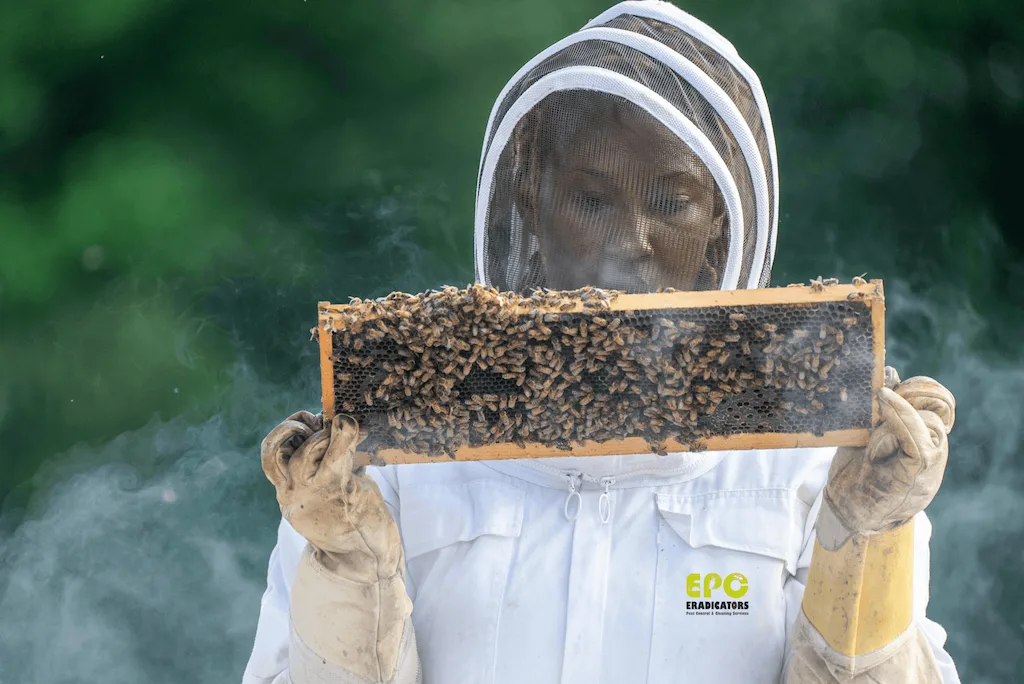 Eradicators pest control technician in Dubai holding a safely removed bee nest